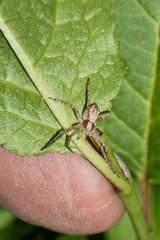 Philodromus aureolus