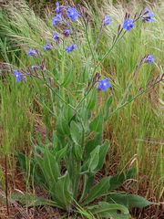 Anchusa capensis