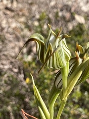 Pterostylis recurva