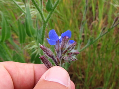 Anchusa capensis