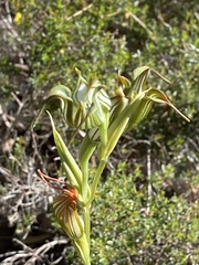 Pterostylis recurva