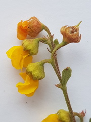 Hermannia multiflora