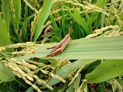 Phlaeoba fumosa