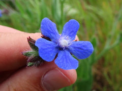 Anchusa capensis