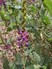 Pueraria montana