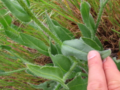 Anchusa capensis