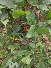 Pueraria montana