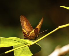 Hypocysta irius