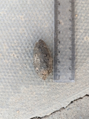 Paraechinus aethiopicus