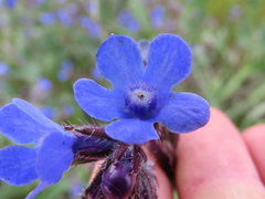 Anchusa capensis
