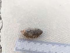 Paraechinus aethiopicus