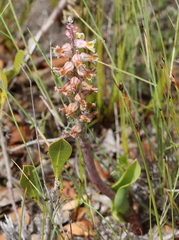 Lachenalia variegata
