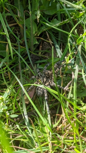 Lycosa singoriensis photographed in Moldova