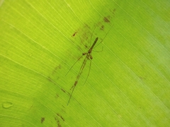 Tetragnatha hasselti