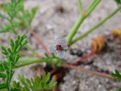 Pelargonium senecioides