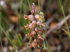 Lachenalia variegata