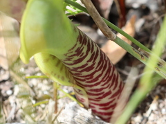Lachenalia variegata