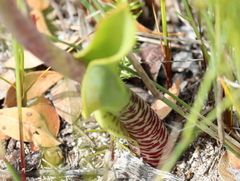 Lachenalia variegata