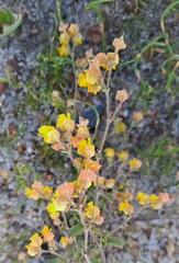 Hermannia multiflora