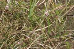 Rubus pungens oldhamii