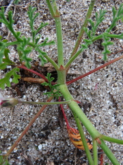 Pelargonium senecioides
