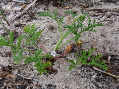 Pelargonium senecioides