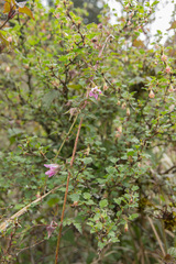 Rubus pungens