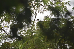 Iole propinqua innectens