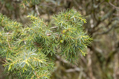 Juniperus formosana