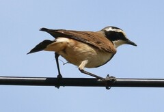 Oenanthe pileata pileata