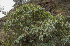 Rhododendron pseudochrysanthum
