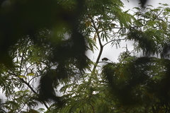 Iole propinqua innectens