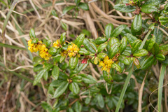 Berberis nantoensis