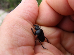 Scarabaeus intricatus