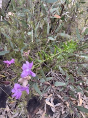 Coopernookia barbata