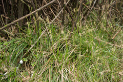 Carex appressa