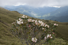 Rhododendron pseudochrysanthum