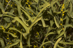Synaphea