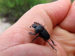 Scarabaeus intricatus