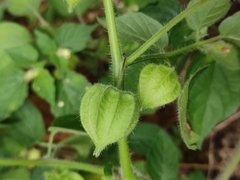 Physalis minima