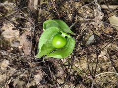 Physalis minima