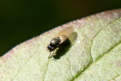 Calliopum