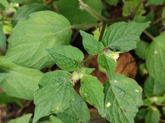 Physalis minima