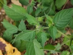 Physalis minima