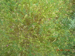 Onobrychis caput-galli