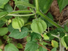 Physalis minima