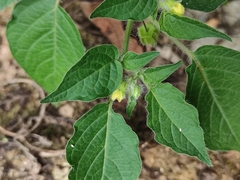 Physalis minima