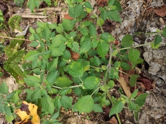 Physalis minima