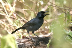 Laniarius funebris