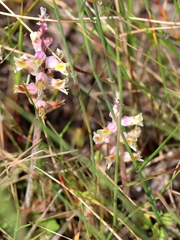 Lachenalia variegata